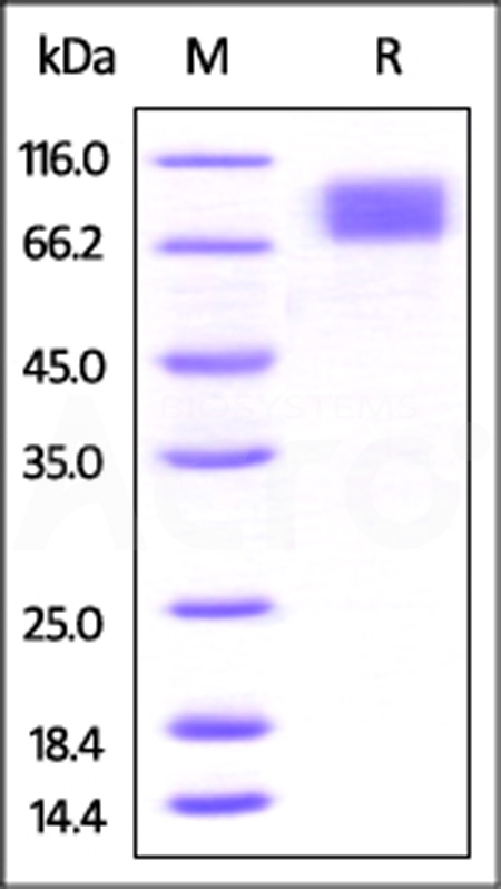 CSR-M52E7-sds