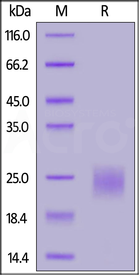 CT4-H5229-sds