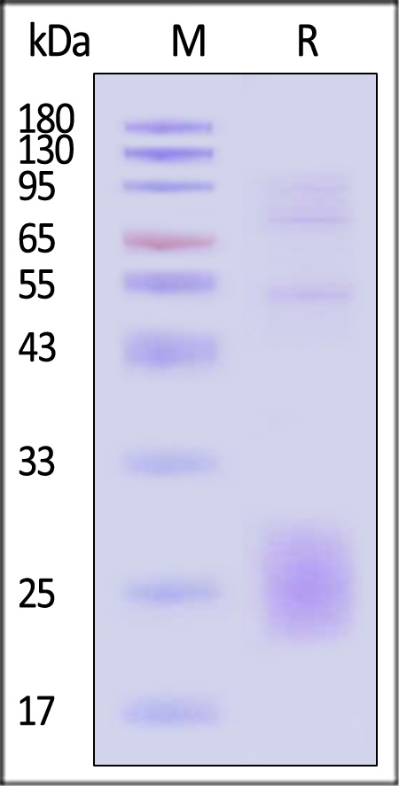 CT4-H5284-sds