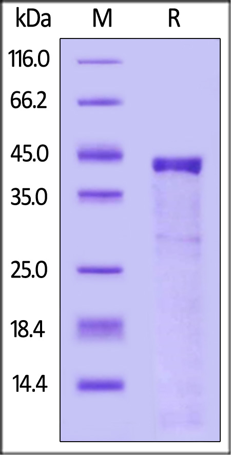 Cathepsin S SDS-PAGE