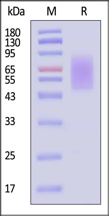 CX1-H5221-sds