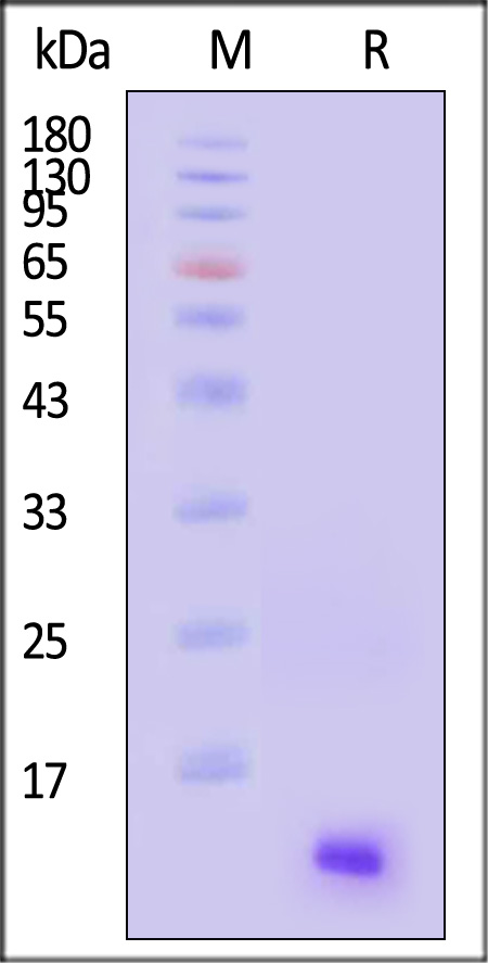 CXCL13 SDS-PAGE