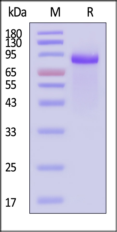 DL4-H5255-sds