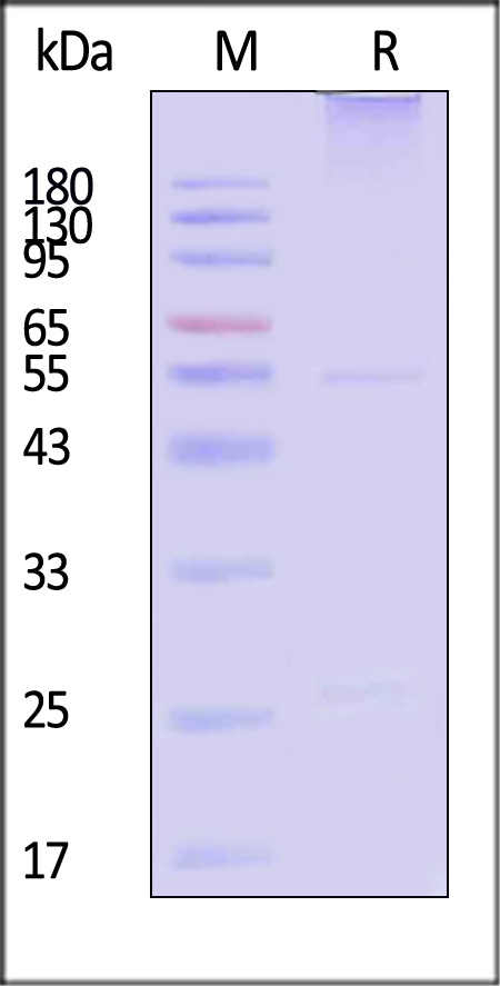 DM-1 SDS-PAGE