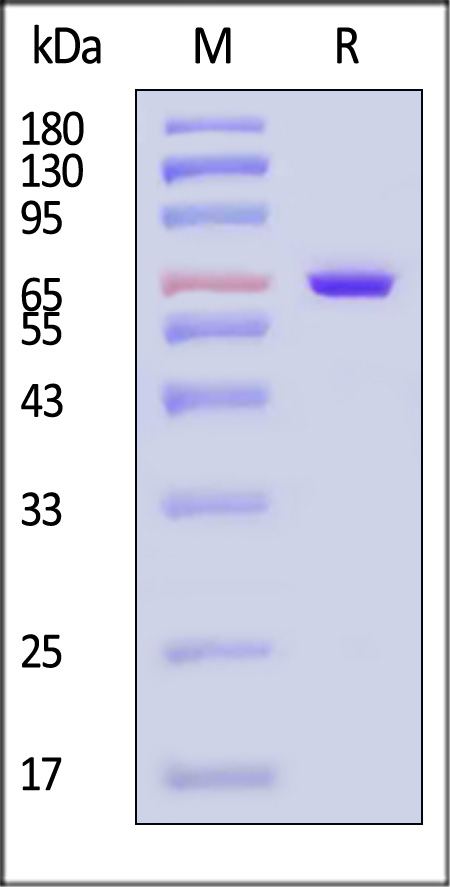 DNA polymerase I SDS-PAGE