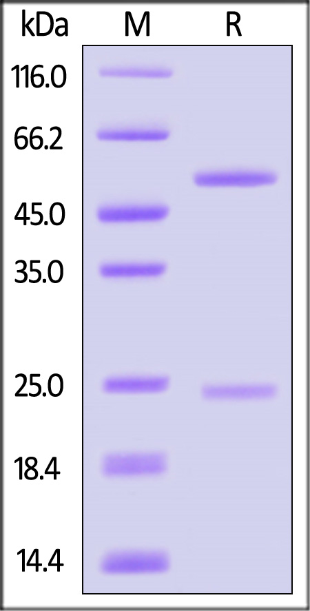 DNP-BLM487-sds