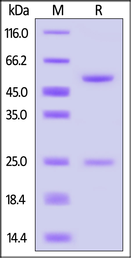 DNP-C18P1-sds