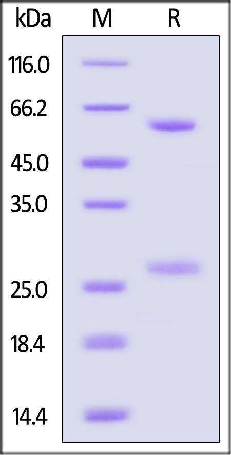 DNP-M553-sds