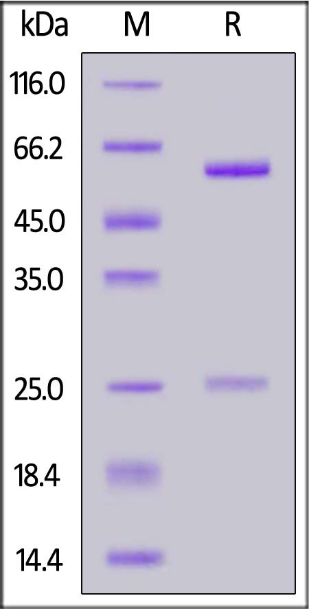 DNP-M915-sds