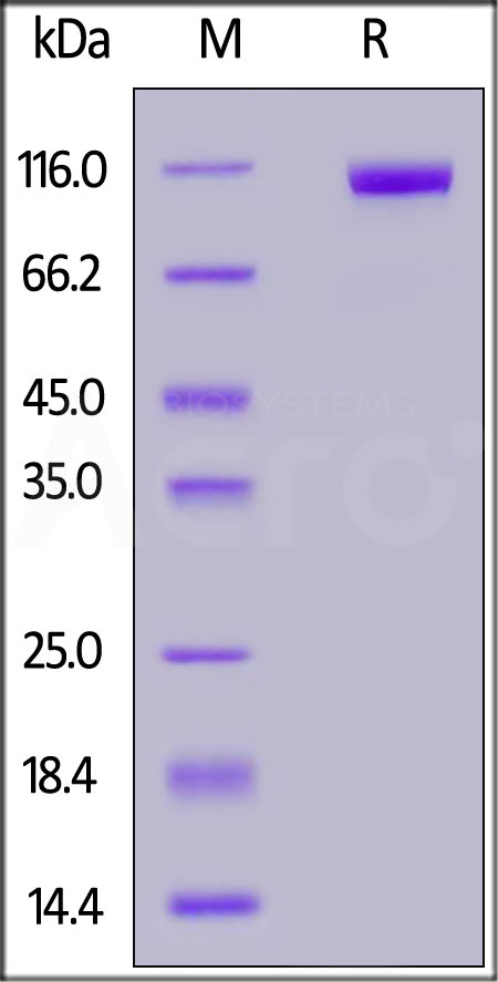 DP4-H5266-sds