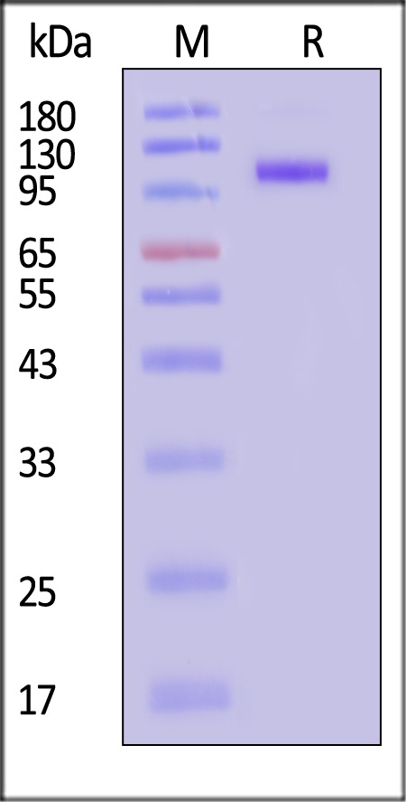 DP4-H82E4-sds