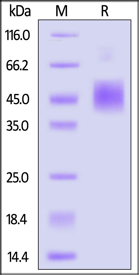 E8L SDS-PAGE