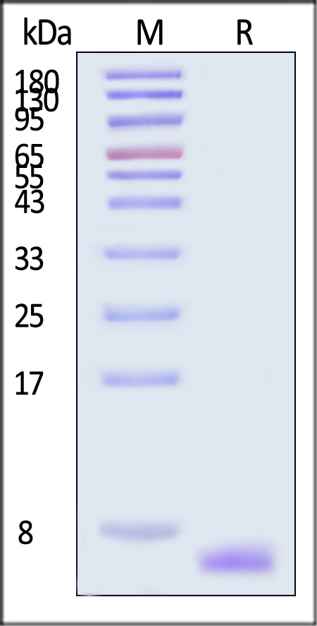 EGF-H5117-sds