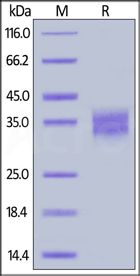 FC4-M82E8-sds