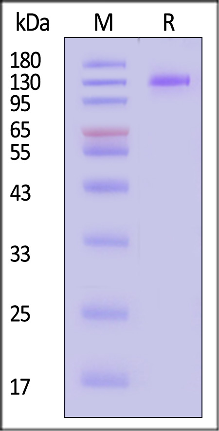 FC5-C52H3-sds