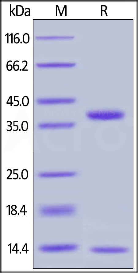 FCM-H82W4-sds