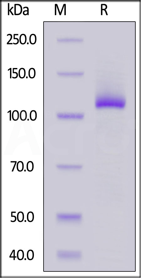 FG1-H5254-sds