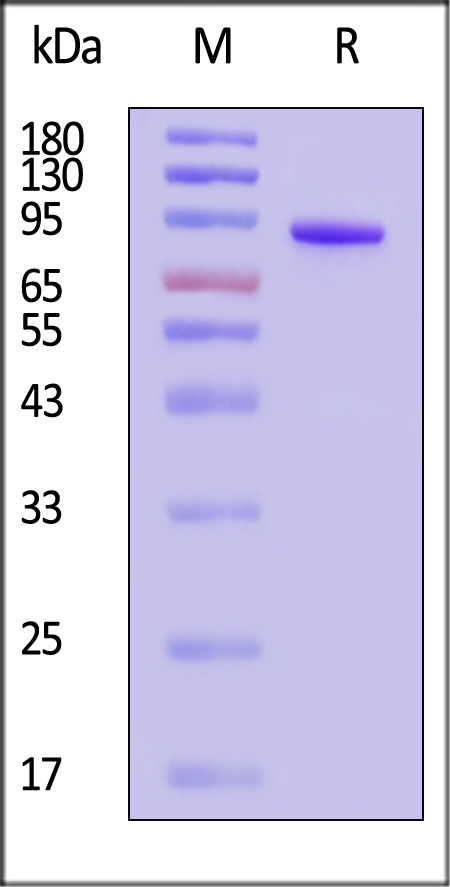 FXI-C52H3-sds