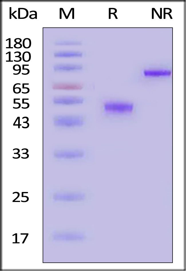 GDF-15 SDS-PAGE