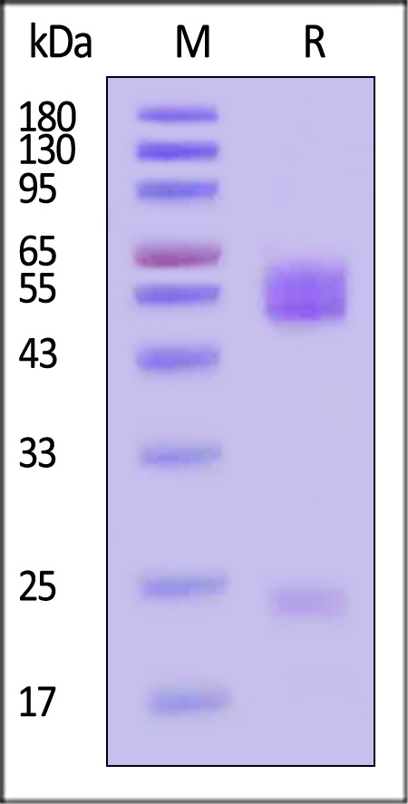 GG1-H5243-sds