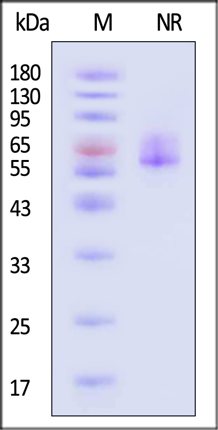 Glycoprotein E/gE (VZV) SDS-PAGE