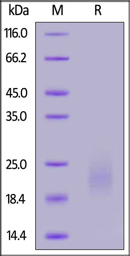 GMF-H8214-sds