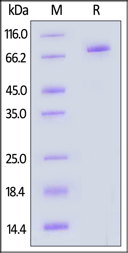 DLL4 SDS-PAGE