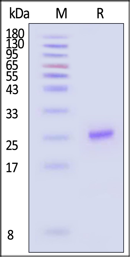 IL-6 SDS-PAGE