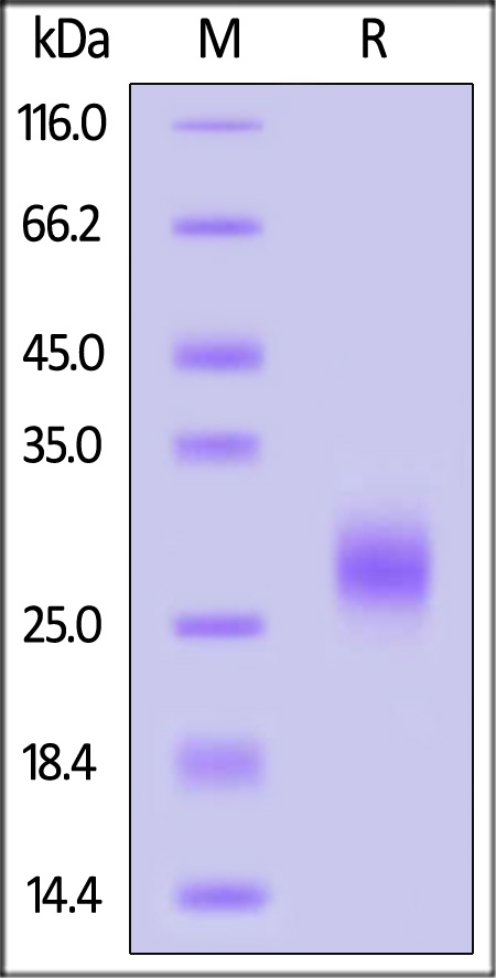 GMP-L07H24-sds