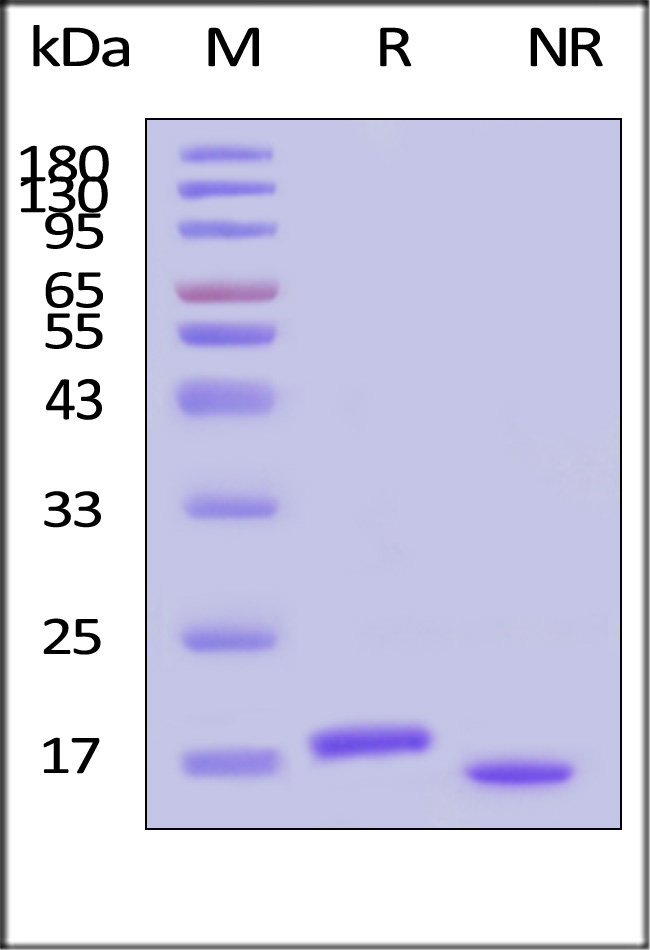 GMP-L10H25-sds