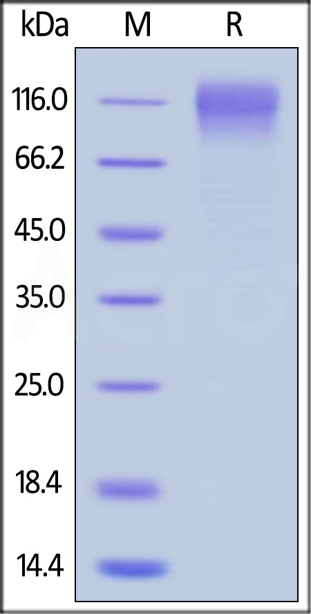 GP5-V15224-sds