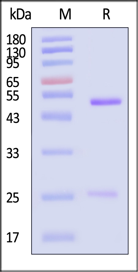 Hemagglutinin (HA) SDS-PAGE