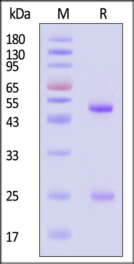 Hemagglutinin/HA (Influenza Virus) SDS-PAGE