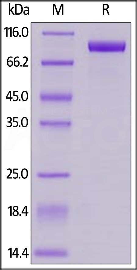 Her2 SDS-PAGE