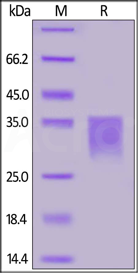 HE2-H52H4-sds