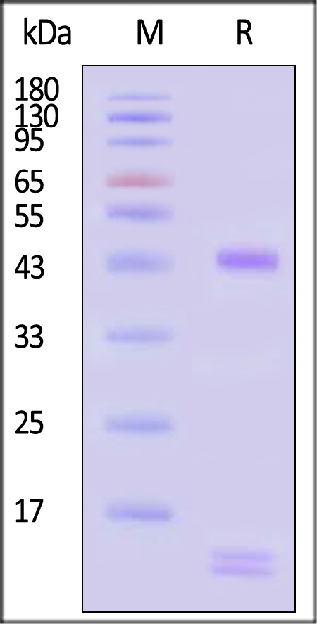 HL1-H52C6-sds