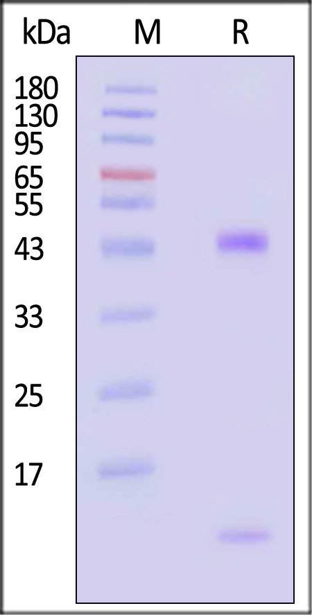 HL1-H82T3-sds