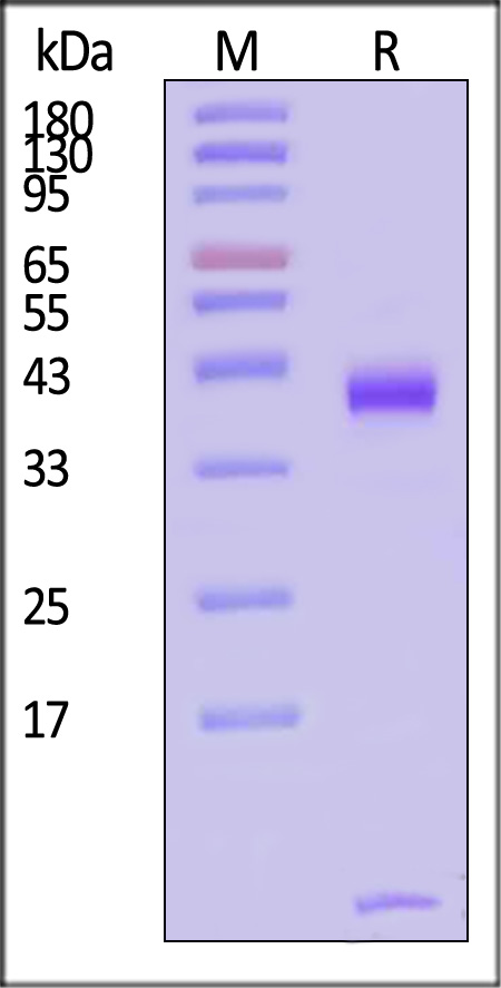 HLA-H82E9-sds