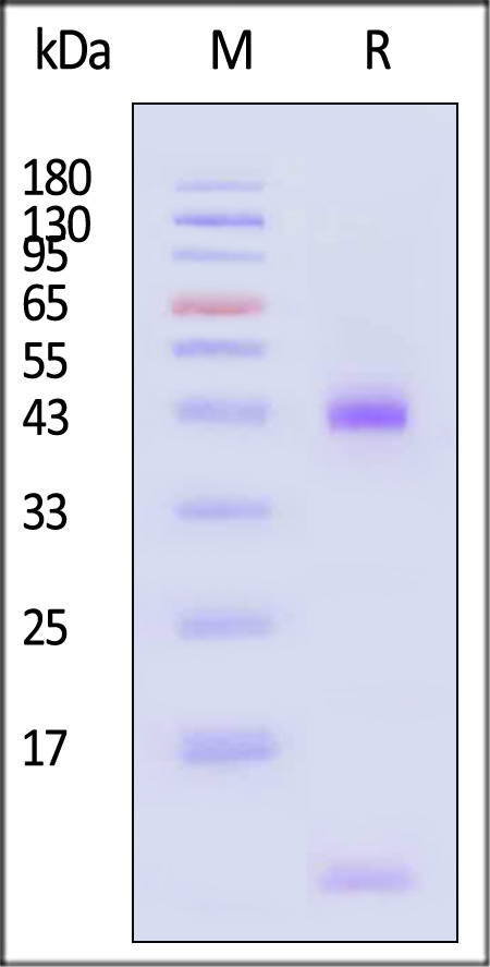 HLA-A*3303 & B2M & EGF R(HVKITDFGR) SDS-PAGE