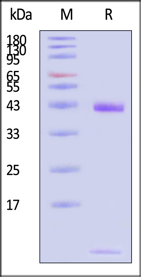 HLA-A*0301 & B2M & Survivin Mut (RISTFKNWPK) SDS-PAGE