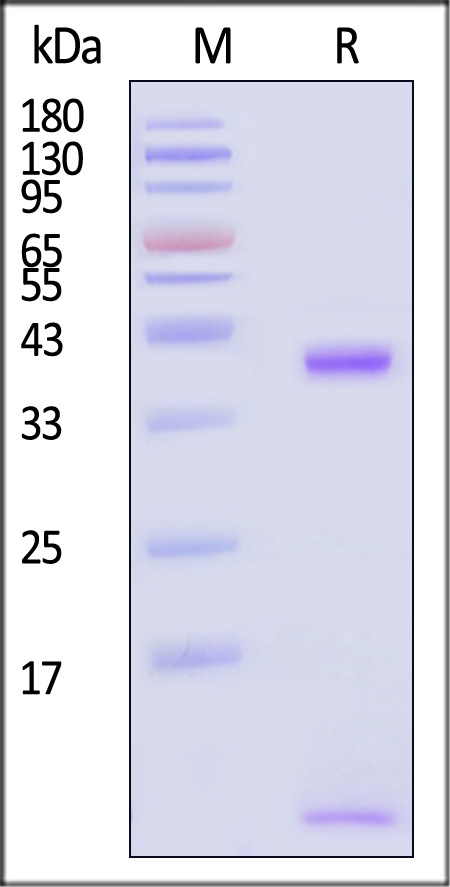 HLA-A*2402 & B2M & WT-1 (CYTWNQMNL) SDS-PAGE