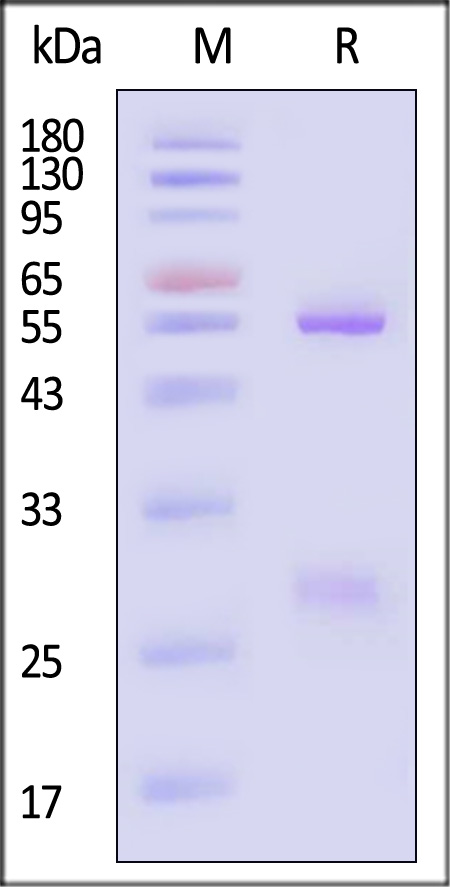 HSV-Y184-sds