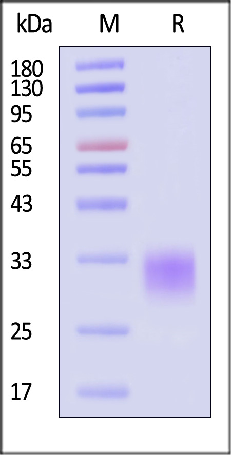 ICS-H52Ha-sds