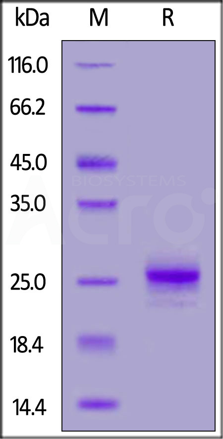 Mouse IFN-alpha 1, His Tag (Cat. No. IFA-M52H3) SDS-PAGE gel