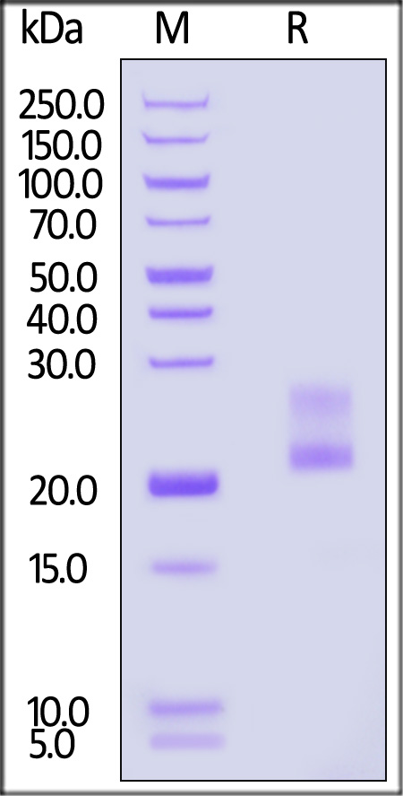 IFG-M52H3-sds