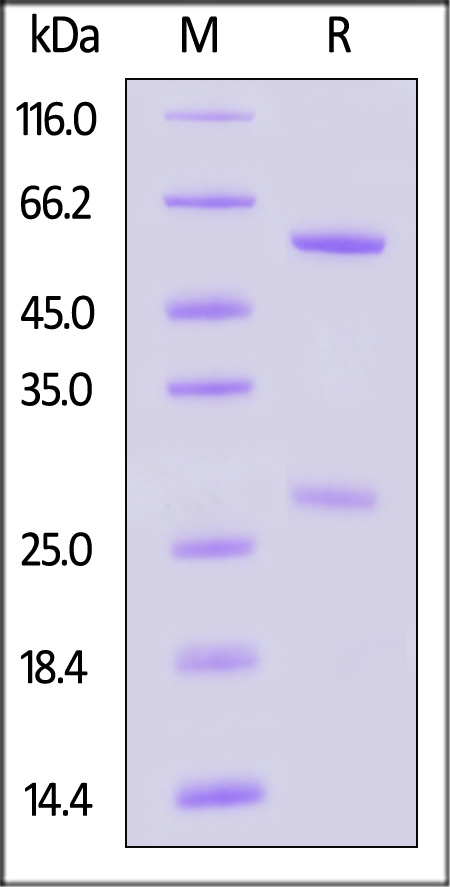 IFN-BLM412-sds