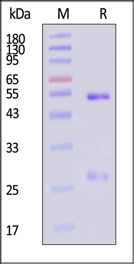 IFN-M412-sds