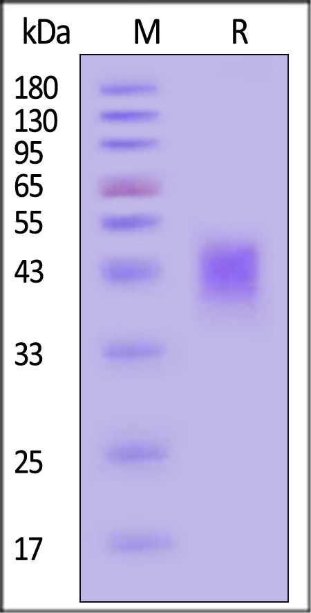 IG3-H52H9-sds