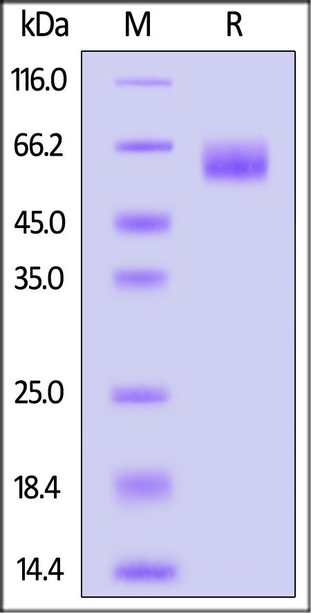 IL1-H5229-sds