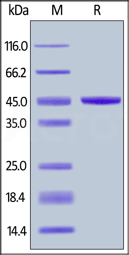 IL1-H5253-sds